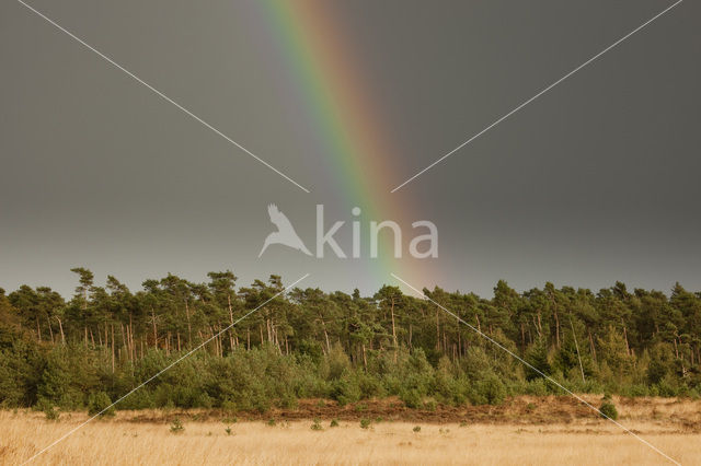Hoog Buurlose Heide