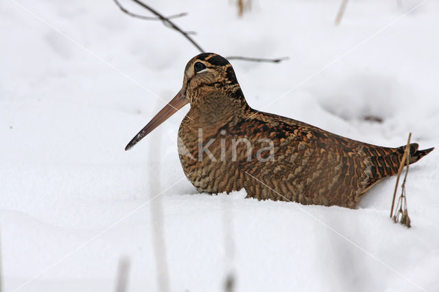 Eurasian Woodcock (Scolopax rusticola)