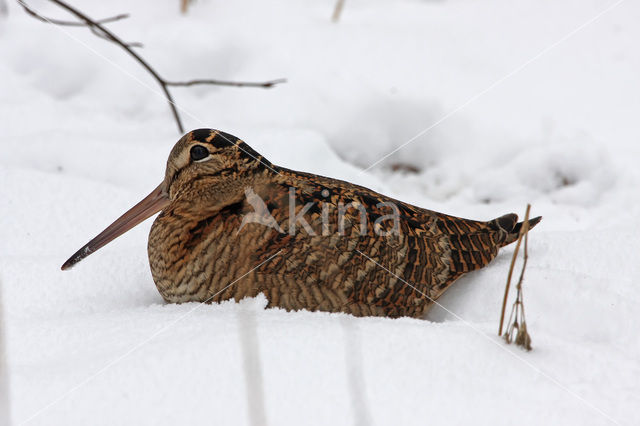 Eurasian Woodcock (Scolopax rusticola)