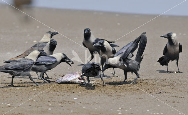 Huiskraai (Corvus splendens)