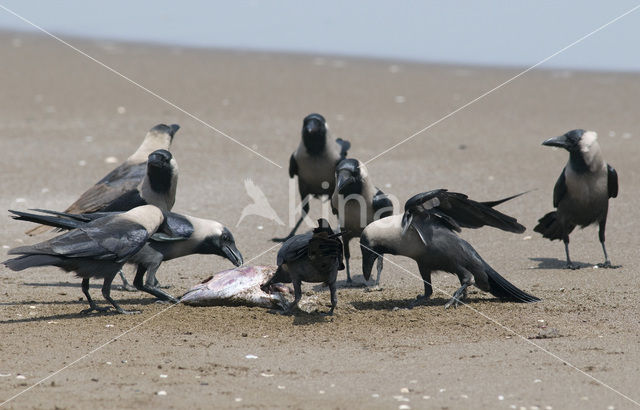 Huiskraai (Corvus splendens)