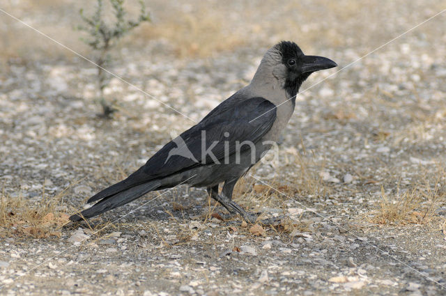 Huiskraai (Corvus splendens)