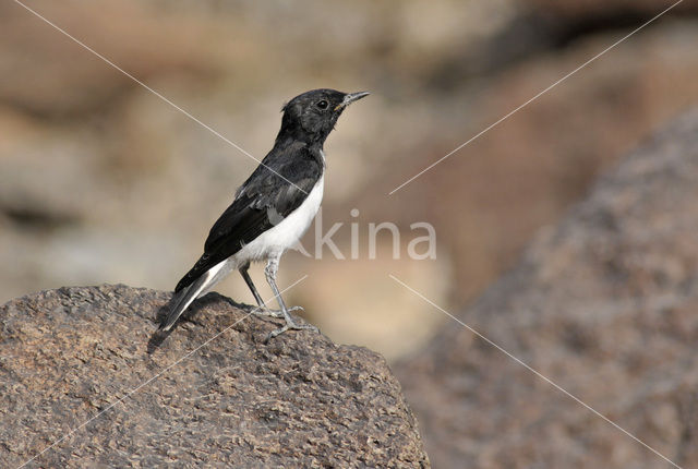 Hume’s Wheatear (Oenanthe albonigra)