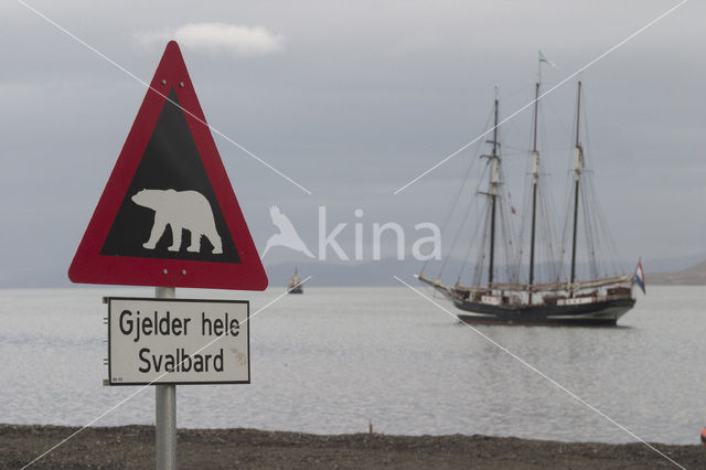 Polar bear (Ursus maritimus)