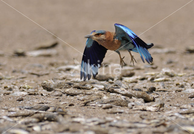 Indian roller (Coracias benghalensis)