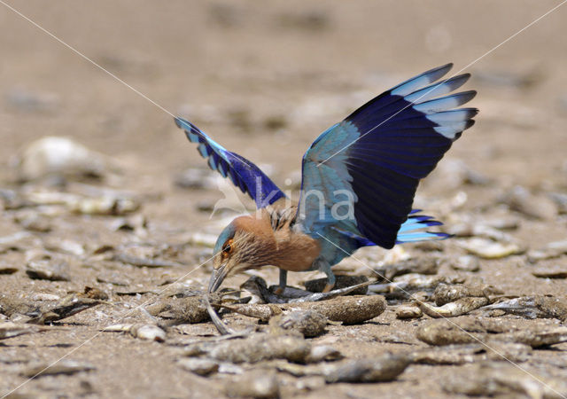 Indian roller (Coracias benghalensis)