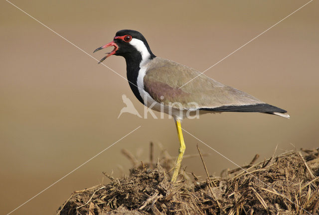 Red-wattled lapwing (Vanellus indicus)