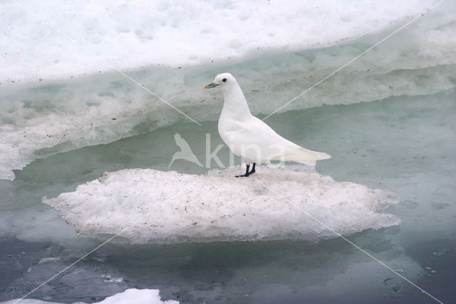 Ivory Gull (Pagophila eburnea)