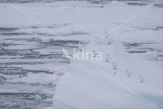 Ivory Gull (Pagophila eburnea)