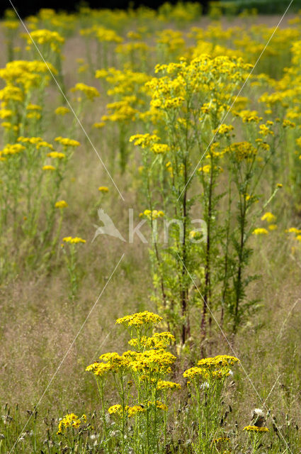 Jacobskruiskruid (Jacobaea vulgaris)