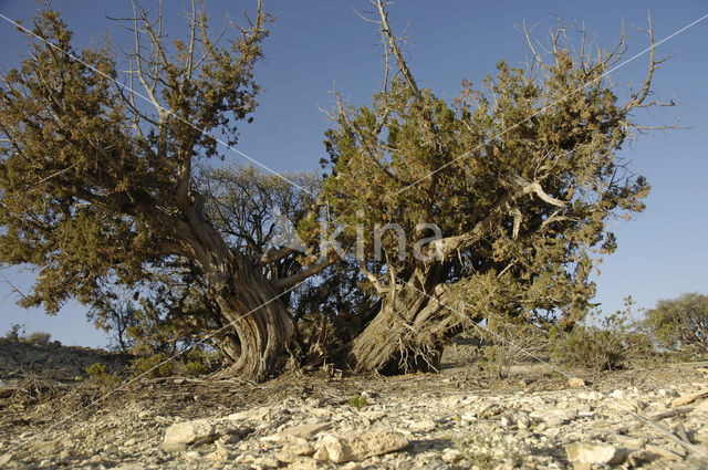 Jeneverbes (Juniperus communis)