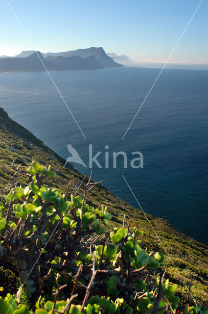 Cape of Good Hope