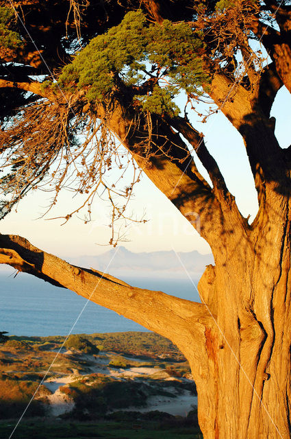 Cape of Good Hope