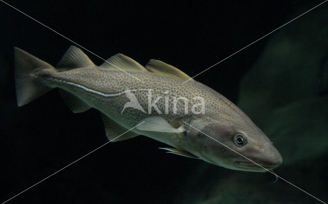 Atlantic Cod (Gadus morhua)