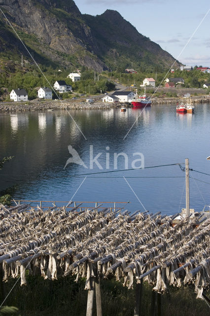 Atlantic Cod (Gadus morhua)