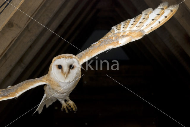 Barn Owl (Tyto alba)