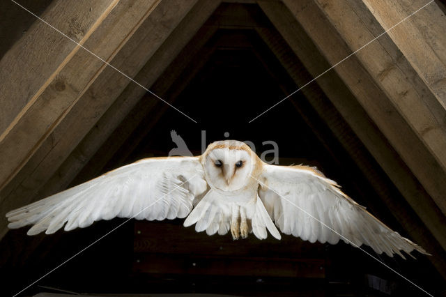 Barn Owl (Tyto alba)