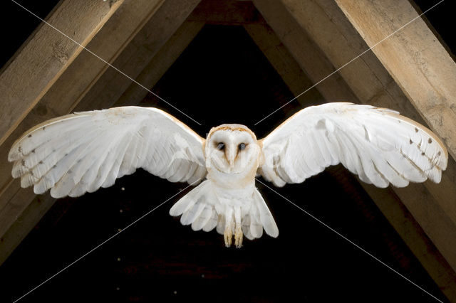 Kerkuil (Tyto alba)