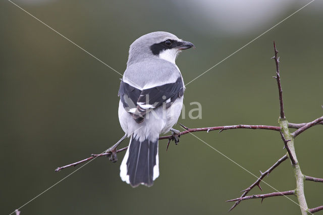 Great Grey Shrike (Lanius excubitor)