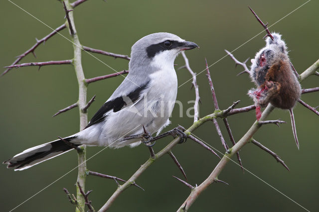 Klapekster (Lanius excubitor)