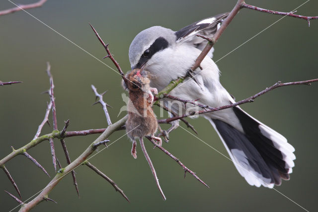 Klapekster (Lanius excubitor)