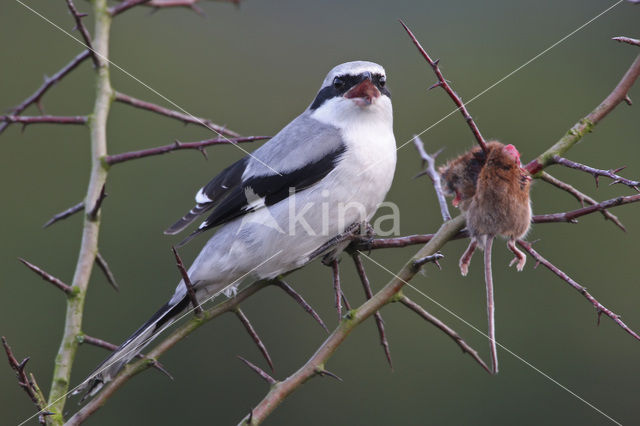 Great Grey Shrike (Lanius excubitor)