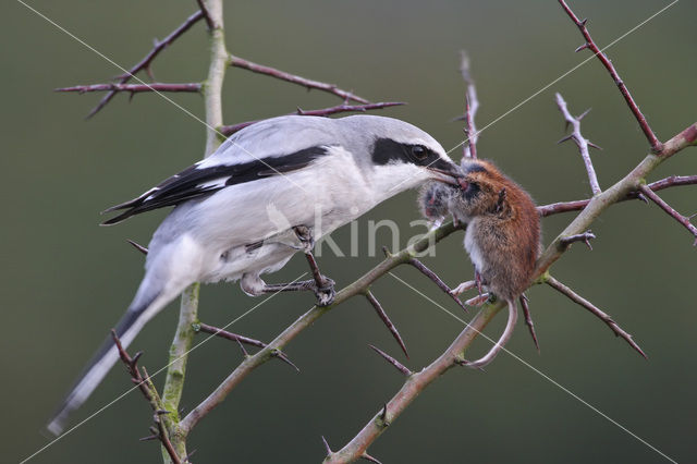 Great Grey Shrike (Lanius excubitor)