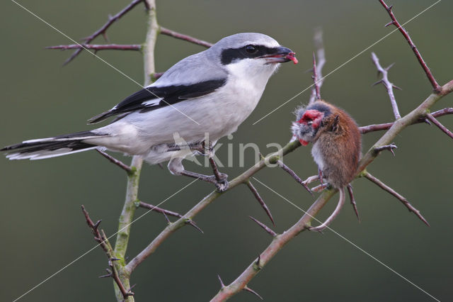 Great Grey Shrike (Lanius excubitor)