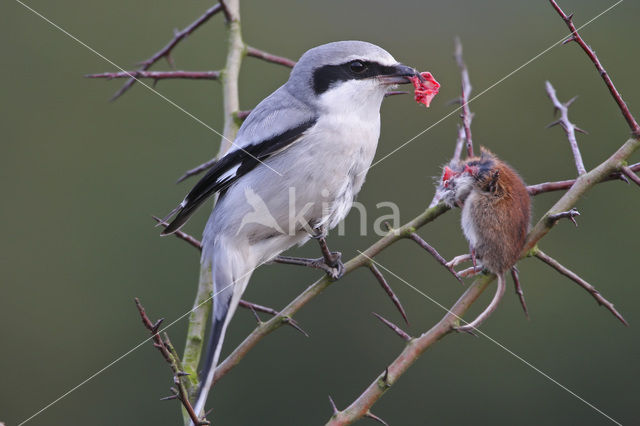 Klapekster (Lanius excubitor)