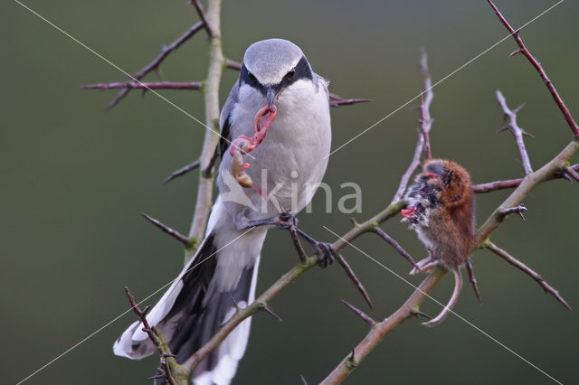 Great Grey Shrike (Lanius excubitor)