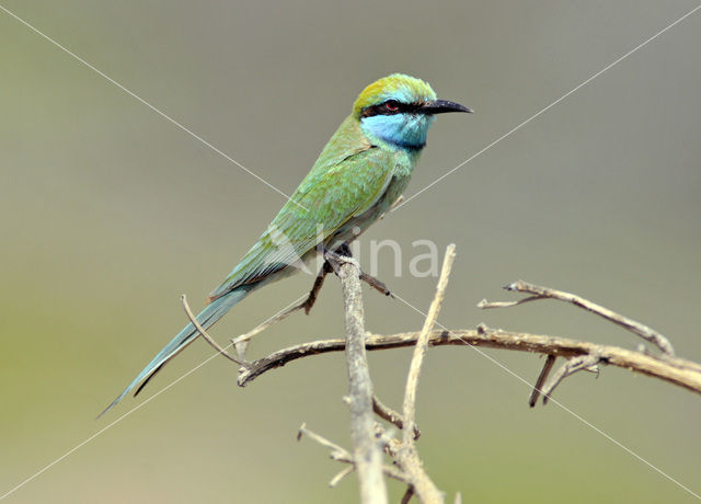 Kleine Groene Bijeneter (Merops orientalis)