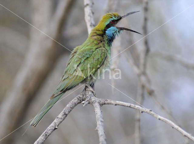 Green Bee-eater (Merops orientalis)