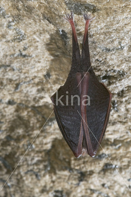 Lesser Horseshoe Bat (Rhinolophus hipposideros)