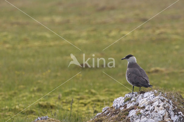 Parasitic Jaeger (Stercorarius parasiticus)