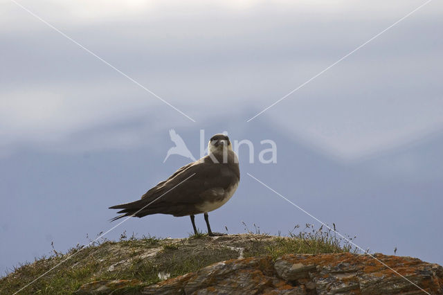 Parasitic Jaeger (Stercorarius parasiticus)