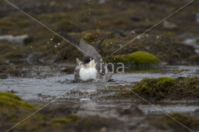 Parasitic Jaeger (Stercorarius parasiticus)