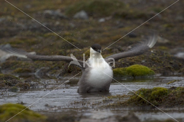 Parasitic Jaeger (Stercorarius parasiticus)