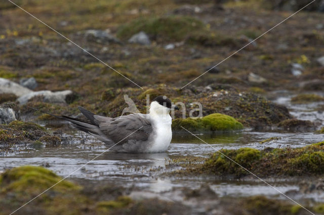 Parasitic Jaeger (Stercorarius parasiticus)