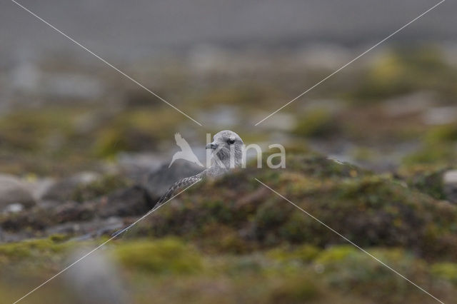 Kleine Jager (Stercorarius parasiticus)