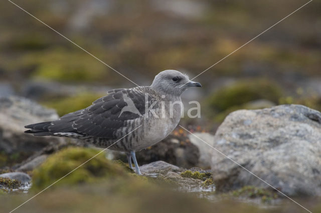 Parasitic Jaeger (Stercorarius parasiticus)