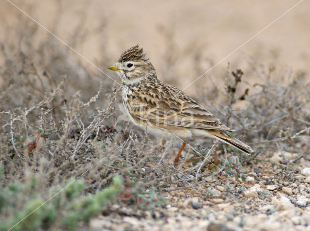 Lesser Short-toed Lark (Calandrella rufescens)