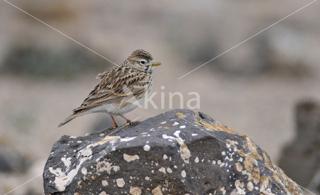 Kleine Kortteenleeuwerik (Calandrella rufescens)