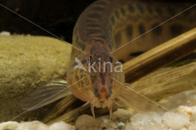 Spined Loach (Cobitis taenia)