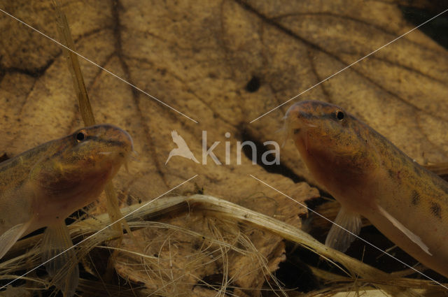 Spined Loach (Cobitis taenia)