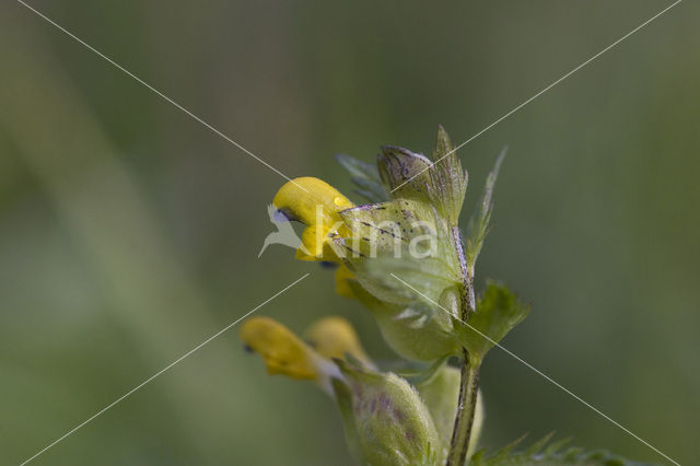 Yellow-rattle (Rhinanthus minor)