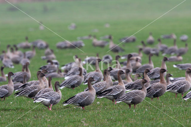 Pink-footed Goose (Anser brachyrhynchus)