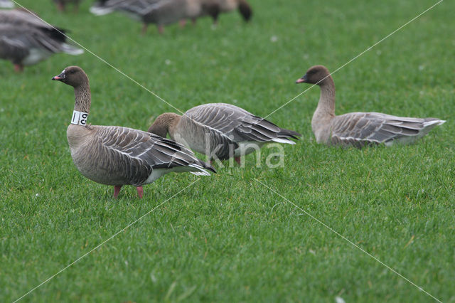 Pink-footed Goose (Anser brachyrhynchus)