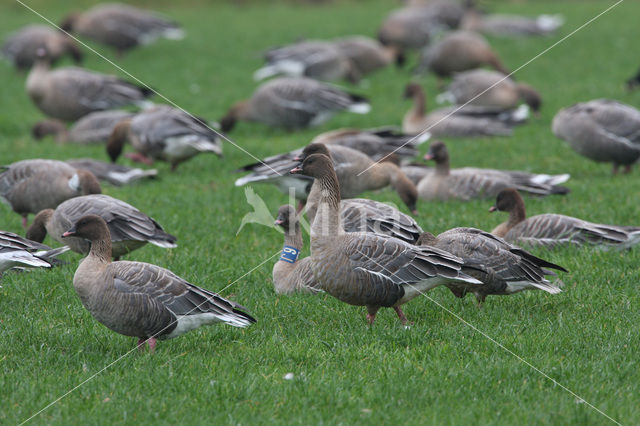 Pink-footed Goose (Anser brachyrhynchus)