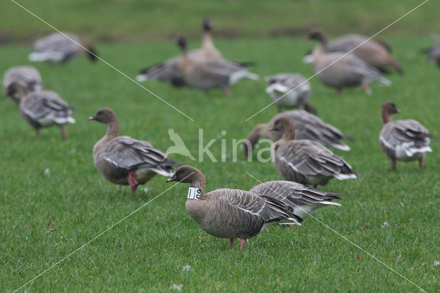 Pink-footed Goose (Anser brachyrhynchus)