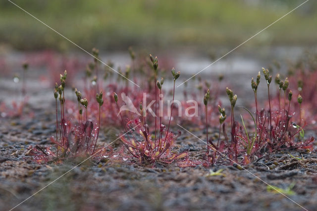 Kleine zonnedauw (Drosera intermedia)